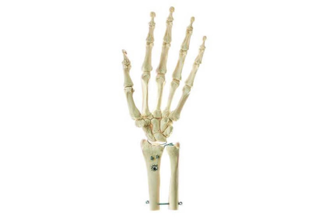 CM3190 skeleton of hand